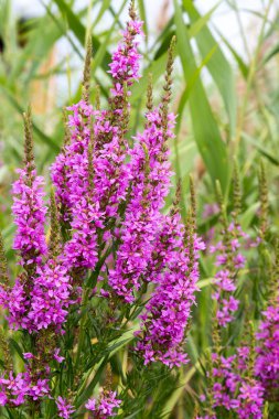 Ivan çay - tıbbi bitki closeup çiçek. Makro. Yumuşak seçici odak