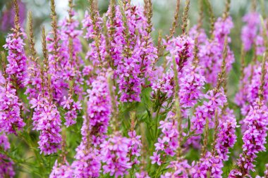 Ivan çay - tıbbi bitki closeup çiçek. Makro. Yumuşak seçici odak