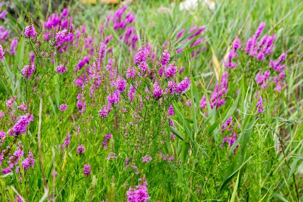 Ivan çay - tıbbi bitki closeup çiçek. Makro. Yumuşak seçici odak