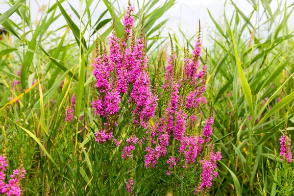 Ivan çay - tıbbi bitki closeup çiçek. Makro. Yumuşak seçici odak