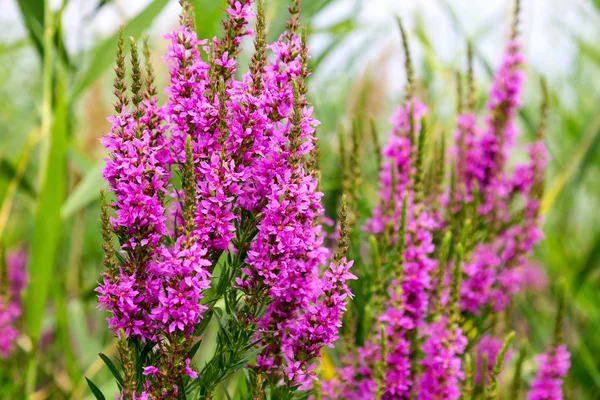 Ivan çay - tıbbi bitki closeup çiçek. Makro. Yumuşak seçici odak
