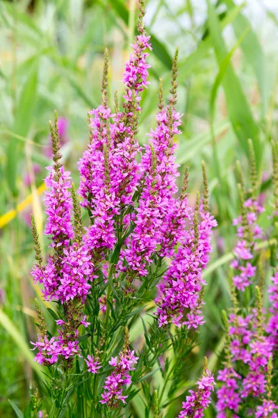 Ivan çay - tıbbi bitki closeup çiçek. Makro. Yumuşak seçici odak
