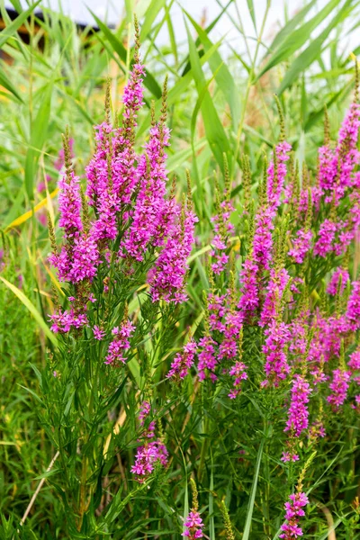 Ivan çay - tıbbi bitki closeup çiçek. Makro. Yumuşak seçici odak