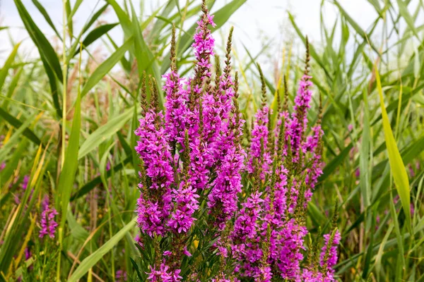 Ivan çay - tıbbi bitki closeup çiçek. Makro. Yumuşak seçici odak