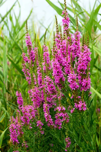 Ivan çay - tıbbi bitki closeup çiçek. Makro. Yumuşak seçici odak