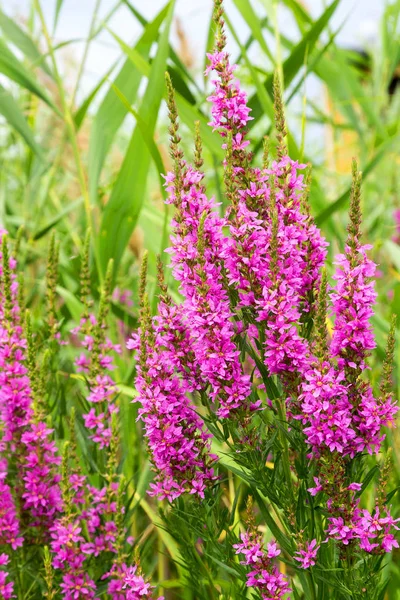 Ivan çay - tıbbi bitki closeup çiçek. Makro. Yumuşak seçici odak