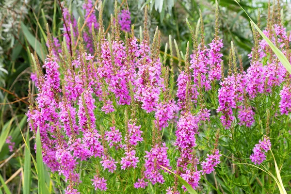 Ivan çay - tıbbi bitki closeup çiçek. Makro. Yumuşak seçici odak