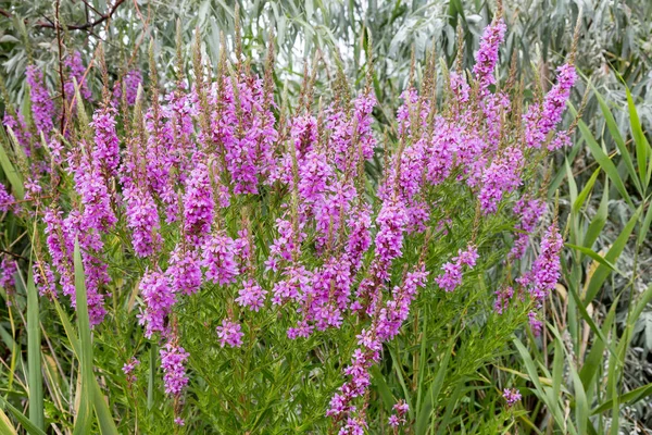 Fiori Ivan Tea Pianta Medicinale Primo Piano Macro Concentrazione Selettiva — Foto Stock