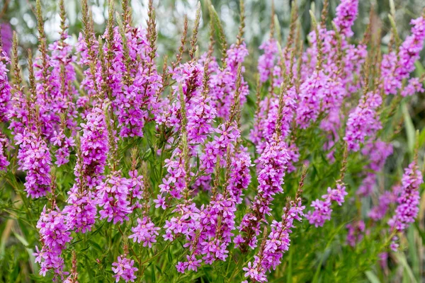 Ivan çay - tıbbi bitki closeup çiçek. Makro. Yumuşak seçici odak