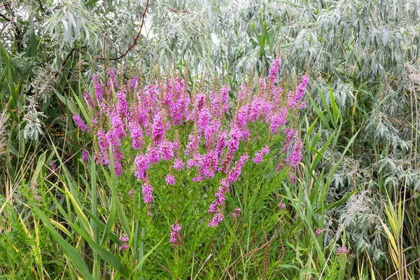Ivan çay - tıbbi bitki closeup çiçek. Makro. Yumuşak seçici odak