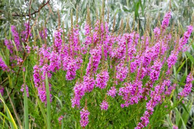 Ivan çay - tıbbi bitki closeup çiçek. Makro. Yumuşak seçici odak