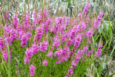 Ivan çay - tıbbi bitki closeup çiçek. Makro. Yumuşak seçici odak