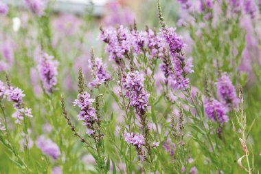 Ivan çay - tıbbi bitki closeup çiçek. Makro. Yumuşak seçici odak