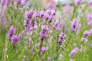 Ivan çay - tıbbi bitki closeup çiçek. Makro. Yumuşak seçici odak