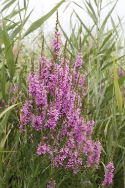 Ivan çay - tıbbi bitki closeup çiçek. Makro. Yumuşak seçici odak