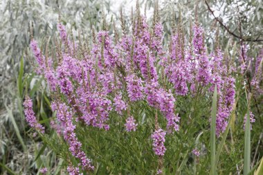 Ivan çay - tıbbi bitki closeup çiçek. Makro. Yumuşak seçici odak