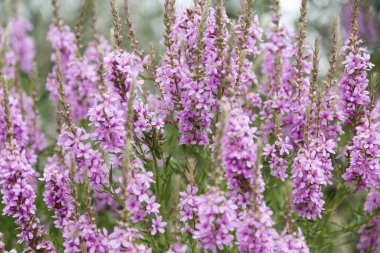 Ivan çay - tıbbi bitki closeup çiçek. Makro. Yumuşak seçici odak