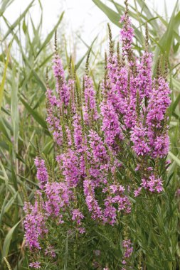 Ivan çay - tıbbi bitki closeup çiçek. Makro. Yumuşak seçici odak