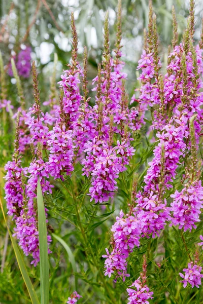 Blumen Ivan Tea Heilpflanze Nahaufnahme Makro Weiche Selektive Fokussierung — Stockfoto