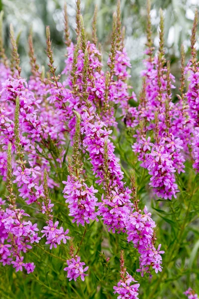 Flowers Ivan Tea Medicinal Plant Closeup Macro Soft Selective Focus — Stock Photo, Image