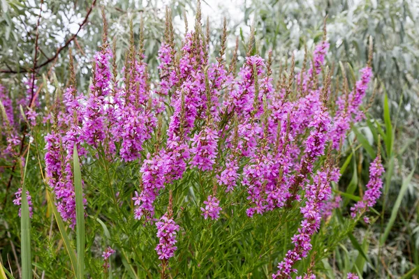 Ivan çay - tıbbi bitki closeup çiçek. Makro. Yumuşak seçici odak