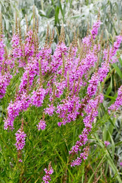 Ivan çay - tıbbi bitki closeup çiçek. Makro. Yumuşak seçici odak