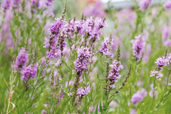 Ivan çay - tıbbi bitki closeup çiçek. Makro. Yumuşak seçici odak