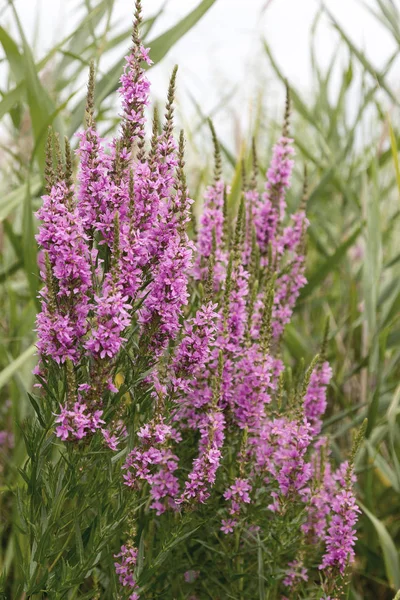 Ivan çay - tıbbi bitki closeup çiçek. Makro. Yumuşak seçici odak