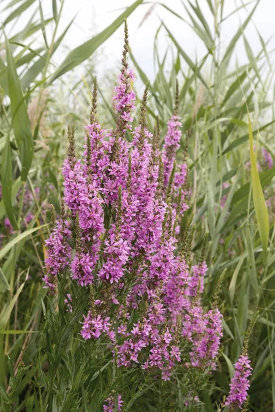 Ivan çay - tıbbi bitki closeup çiçek. Makro. Yumuşak seçici odak