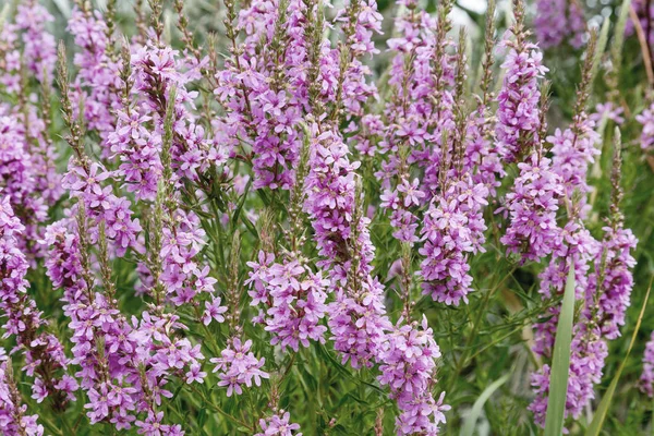 Flowers Ivan Tea Medicinal Plant Closeup Macro Soft Selective Focus — Stock Photo, Image