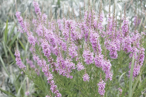 Ivan çay - tıbbi bitki closeup çiçek. Makro. Yumuşak seçici odak