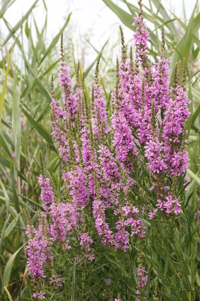 Ivan çay - tıbbi bitki closeup çiçek. Makro. Yumuşak seçici odak