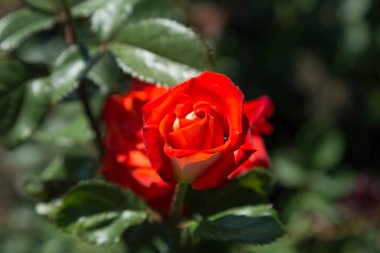 Arka planda yeşil çim Bahçe kırmızı gül çiçek. çiçekler. Kırmızı şaşırtıcı yükseldi. Yumuşak seçici focu