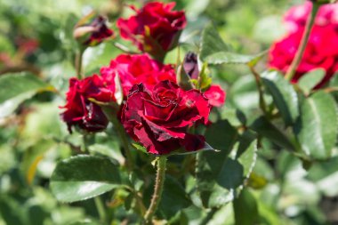 Arka planda yeşil çim Bahçe kırmızı gül çiçek. çiçekler. Kırmızı şaşırtıcı yükseldi. Yumuşak seçici focu