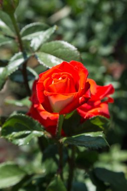 Arka planda yeşil çim Bahçe kırmızı gül çiçek. çiçekler. Kırmızı şaşırtıcı yükseldi. Yumuşak seçici focu