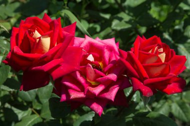 Arka planda yeşil çim Bahçe kırmızı gül çiçek. çiçekler. Kırmızı şaşırtıcı yükseldi. Yumuşak seçici focu