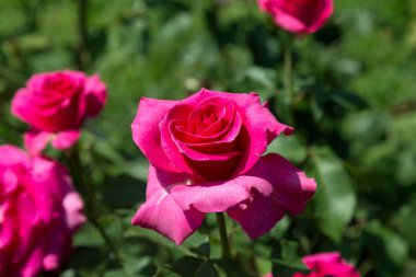 Arka planda yeşil çim Bahçe kırmızı gül çiçek. çiçekler. Kırmızı şaşırtıcı yükseldi. Yumuşak seçici focu