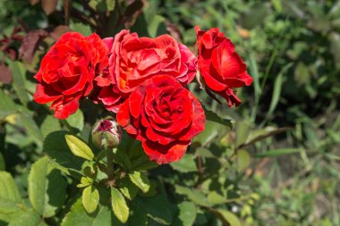 Arka planda yeşil çim Bahçe kırmızı gül çiçek. çiçekler. Kırmızı şaşırtıcı yükseldi. Yumuşak seçici focu