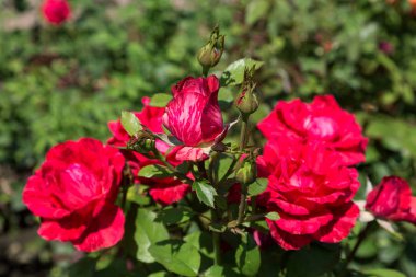 Arka planda yeşil çim Bahçe kırmızı gül çiçek. çiçekler. Kırmızı şaşırtıcı yükseldi. Yumuşak seçici focu