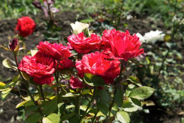 Arka planda yeşil çim Bahçe kırmızı gül çiçek. çiçekler. Kırmızı şaşırtıcı yükseldi. Yumuşak seçici focu