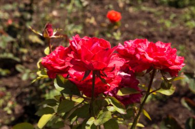 Arka planda yeşil çim Bahçe kırmızı gül çiçek. çiçekler. Kırmızı şaşırtıcı yükseldi. Yumuşak seçici focu