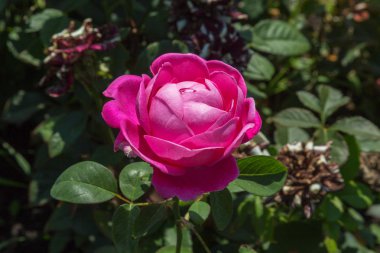 Bahçe çiçek yeşil çim arka plan üzerinde yükseldi. çiçekler. Harika gül. Yumuşak seçici odak