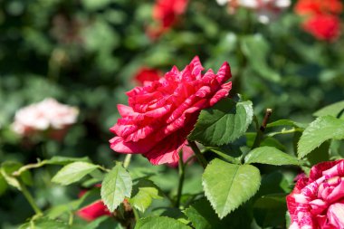 Arka planda yeşil çim Bahçe kırmızı gül çiçek. çiçekler. Kırmızı şaşırtıcı yükseldi. Yumuşak seçici focu