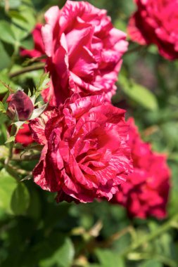 Arka planda yeşil çim Bahçe kırmızı gül çiçek. çiçekler. Kırmızı şaşırtıcı yükseldi. Yumuşak seçici focu