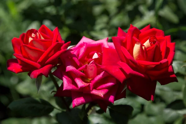 Arka planda yeşil çim Bahçe kırmızı gül çiçek. çiçekler. Kırmızı şaşırtıcı yükseldi. Yumuşak seçici focu