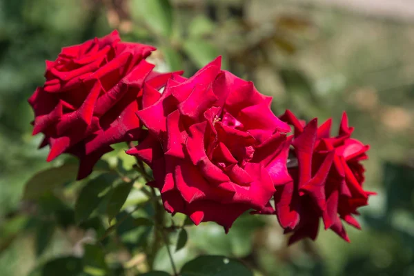 Arka planda yeşil çim Bahçe kırmızı gül çiçek. çiçekler. Kırmızı şaşırtıcı yükseldi. Yumuşak seçici focu