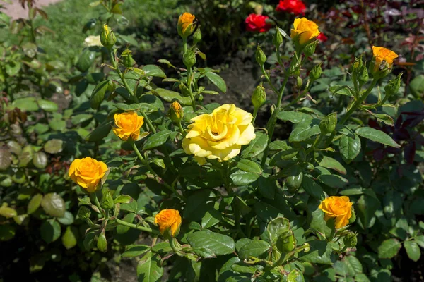 Zahradní Žlutá Růže Květ Pozadí Zelené Trávy Květiny Úžasné Žluté — Stock fotografie