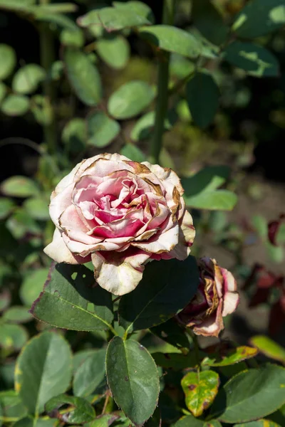 Zahradní Růžové Růže Květ Pozadí Zelené Trávy Květiny Úžasné Růžové — Stock fotografie