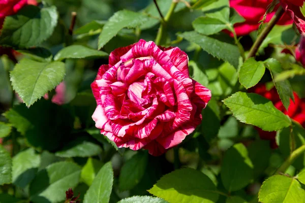 Zahradní Červený Květ Růže Pozadí Zelené Trávy Květiny Úžasné Červené — Stock fotografie