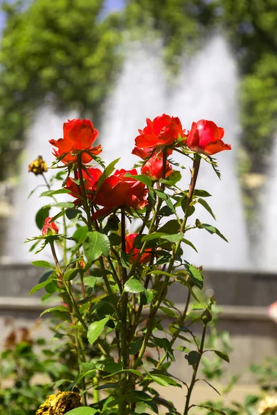 Garten Rote Rose Blume Auf Dem Hintergrund Des Grünen Grases — Stockfoto